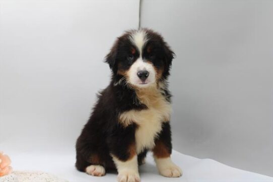 [#261923-04] Tri-Colored M Miniature American Shepherd Puppies for Sale