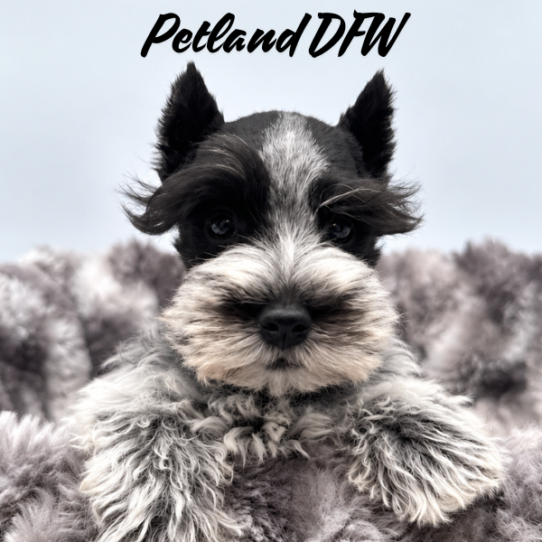 [#2637-03] Biscuit / White F Miniature Schnauzer Puppies for Sale