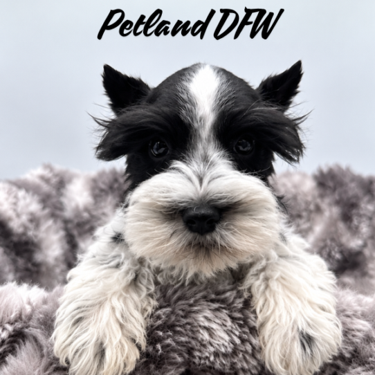 [#2637-01] Black / White M Miniature Schnauzer Puppies for Sale
