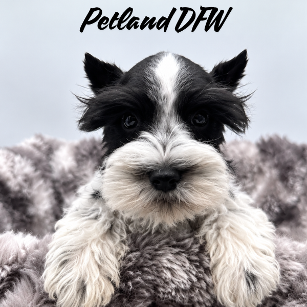 Miniature Schnauzer in Aubrey, TX