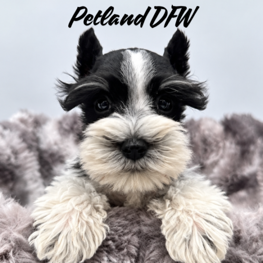 [#2637-02] Black / White M Miniature Schnauzer Puppies for Sale