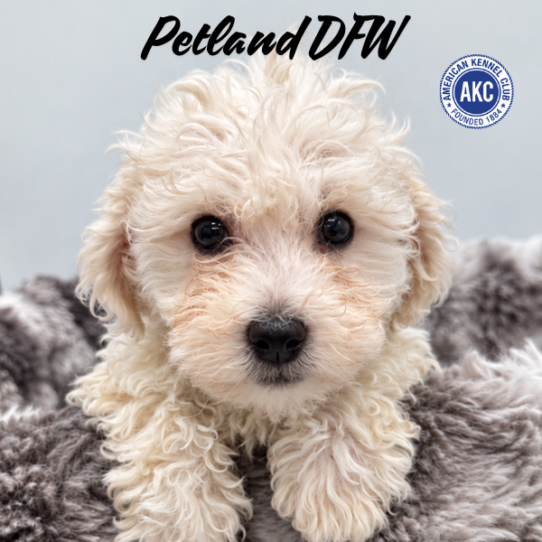 [#N08716] White M Bichon Frise Puppies for Sale