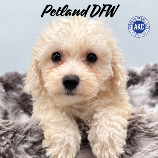 [#N08981] White M Bichon Frise Puppies for Sale