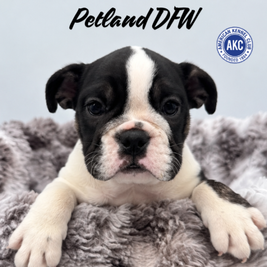 [#N10999] Black Tan and White F English Bulldog Puppies for Sale