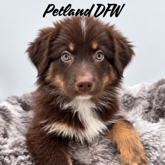 [#N08817] Red F Australian Shepherd Puppies for Sale