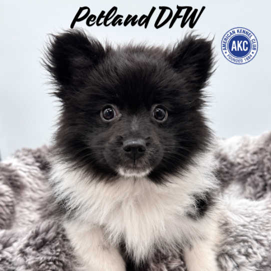[#N08632] Black and White M Pomeranian Puppies for Sale
