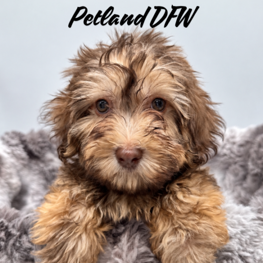 [#N08650] Chocolate Sable M Havanese Puppies for Sale