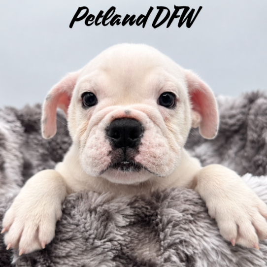 [#N11300] Red and White M Victorian Bulldog Puppies for Sale