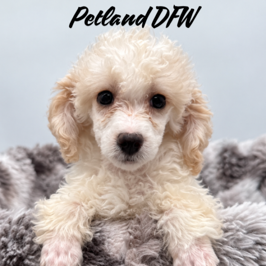 [#N11476] Cream and White F Poodle Puppies for Sale