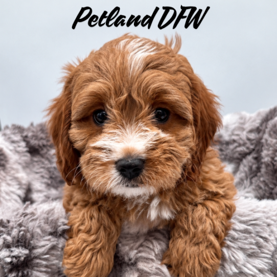 [#26143-05] Red F Cavapoo Puppies for Sale