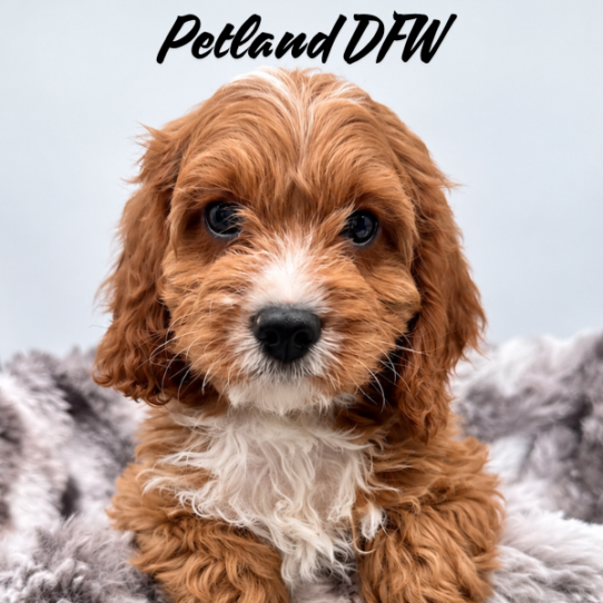 [#26143-01] Red M Cavapoo Puppies for Sale