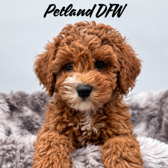 [#2629-05] Red F Poodle Moyen Puppies for Sale