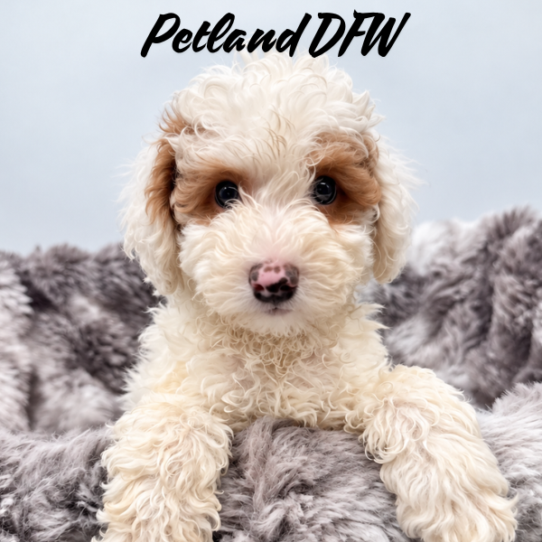 [#2629-03] Red / White M Poodle Moyen Puppies for Sale