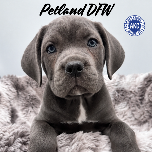 Cane Corso in Aubrey, TX