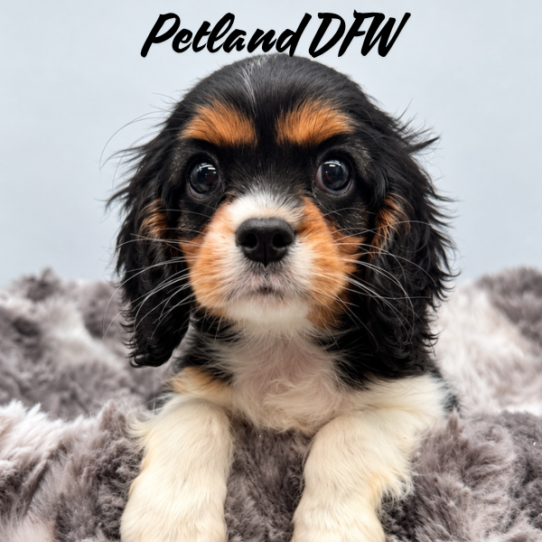 [#N09506] Black and White M Cavalier King Charles Spaniel Puppies for Sale