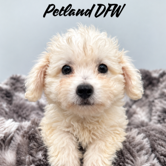 [#N09660] White F Bichon Frise Puppies for Sale