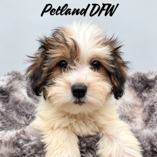 [#N09606] Gold Sable M Havanese Puppies for Sale