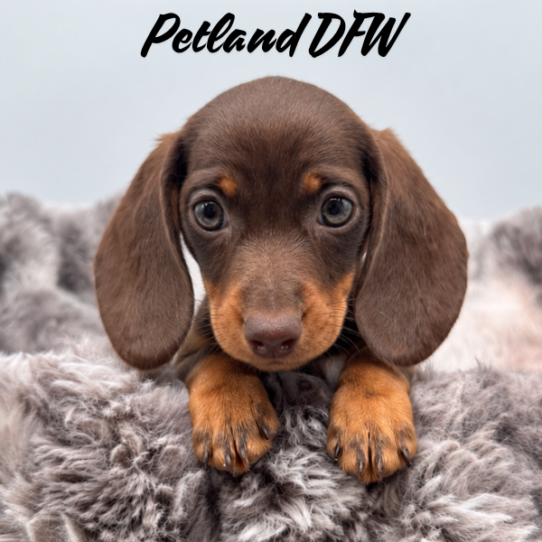 [#N09589] Chocolate and Tan M Dachshund Puppies for Sale