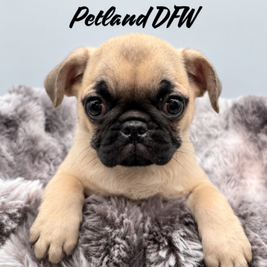 [#N09445] Fawn F Pug Puppies for Sale