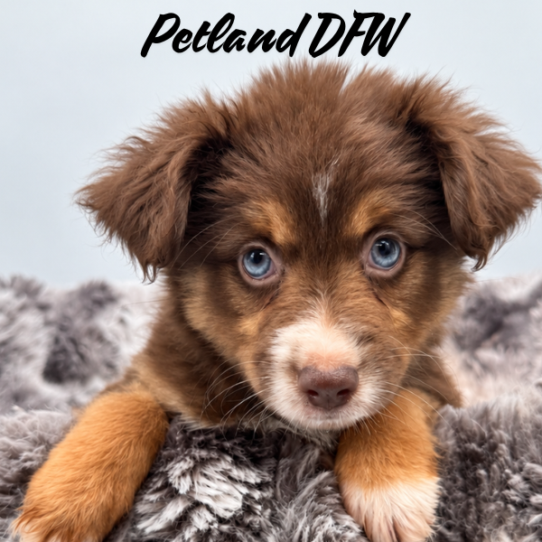 [#N09393] Red and Tan F Toy Australian Shepherd Puppies for Sale