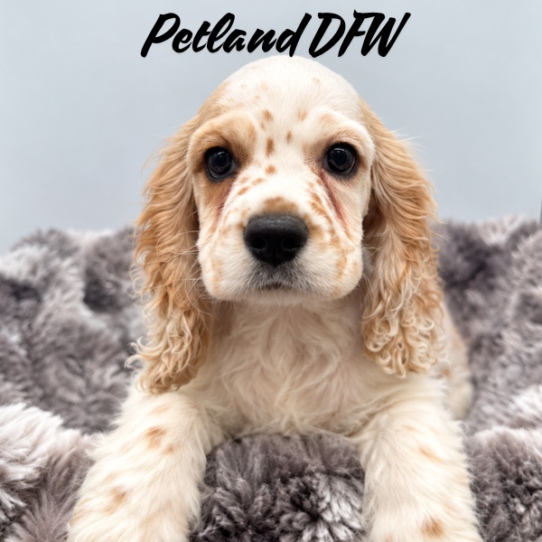 [#N09068] Buff and White F Cocker Spaniel Puppies for Sale