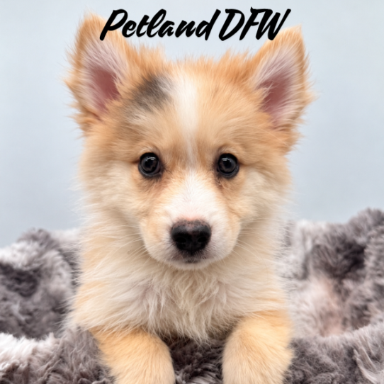 [#N09825] Sable F Pomski Puppies for Sale