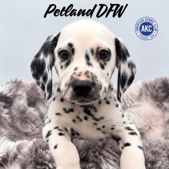 [#N09409] White and Black F Dalmatian Puppies for Sale