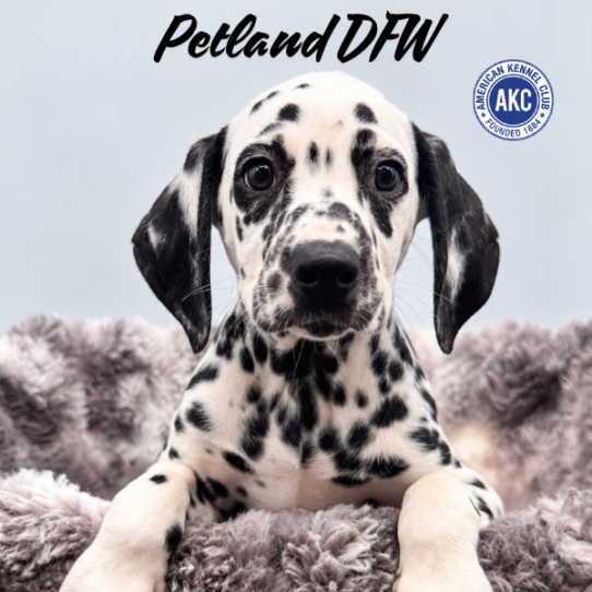 [#N09404] White and Black M Dalmatian Puppies for Sale