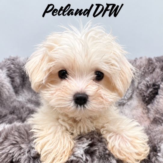 [#N09472] White M Maltese Puppies for Sale