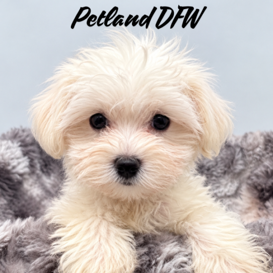 [#N11861] White F Maltese Puppies for Sale