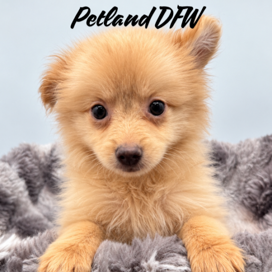 [#N09039] Cream F Pomeranian Puppies for Sale