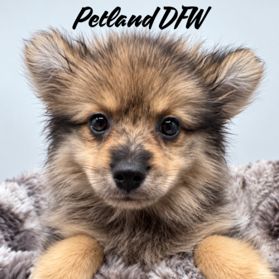 [#N09035] Blue Merle M Pomeranian Puppies for Sale