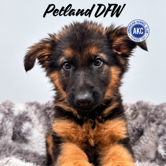 [#N11479] Black and Tan F German Shepherd Puppies for Sale
