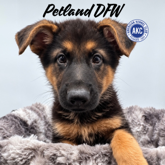 [#N11478] Black and Tan M German Shepherd Puppies for Sale