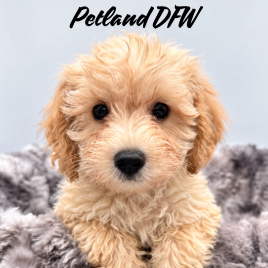 [#N09086] Cream M Schnoodle Puppies for Sale