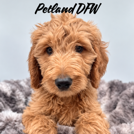 [#N09433] Red M Mini Goldendoodle F1B Puppies for Sale