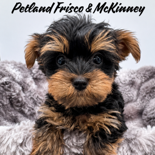 [#N08352] Black and Tan M Yorkshire Terrier Puppies for Sale