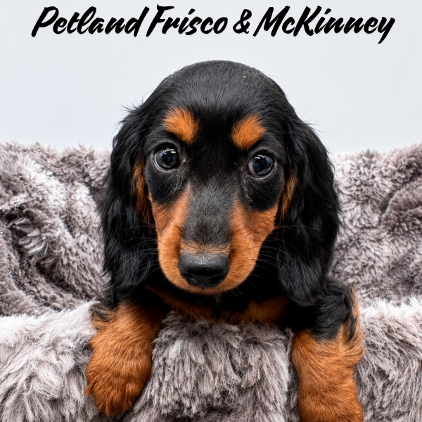 Miniature Dachshund in Little Elm, TX