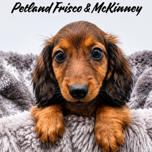 Miniature Dachshund in Aubrey, TX