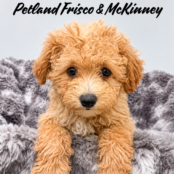 Miniature Poodle in Dallas, TX