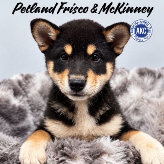[#N11001] Black and Tan M Shiba Inu Puppies for Sale