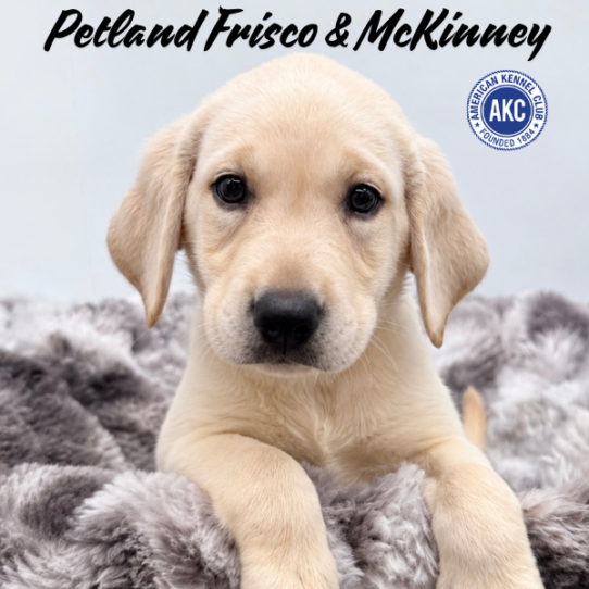 [#N08342] Yellow F Labrador Retriever Puppies for Sale
