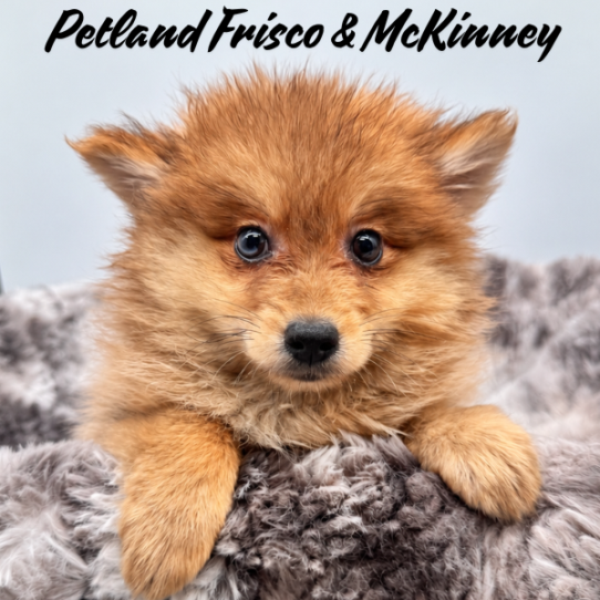 [#N08259] Orange Sable M Pomeranian Puppies for Sale