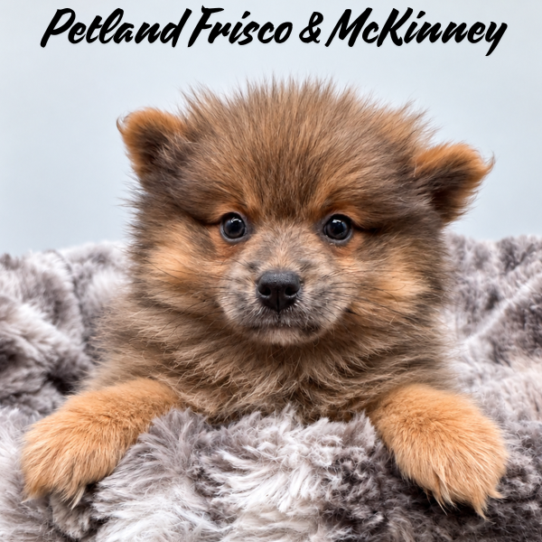 [#N08376] Blue Fawn F Pomeranian Puppies for Sale
