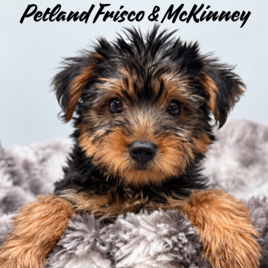 [#N08495] Black and Tan F Yorkshire Terrier Puppies for Sale