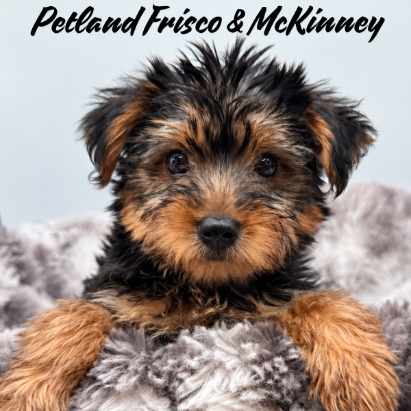 Yorkshire Terrier in Aubrey, TX