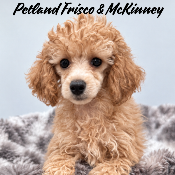 Miniature Poodle in Princeton, TX