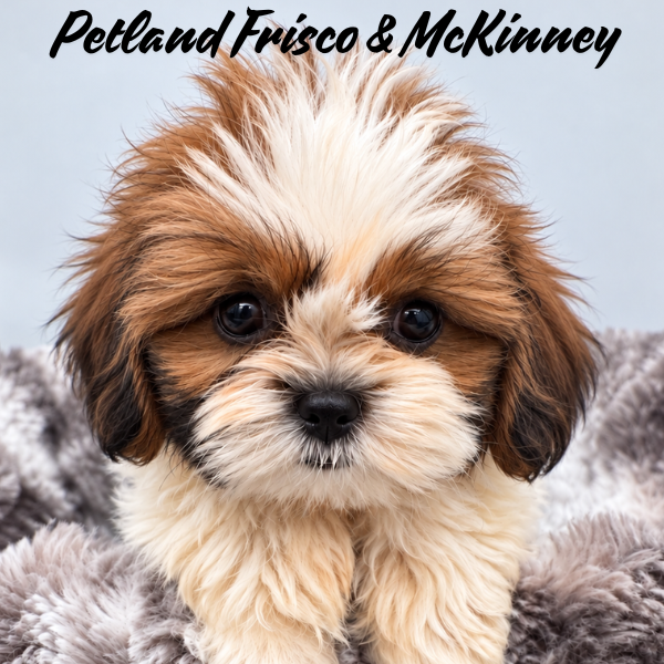 Shih Tzu in Princeton, TX
