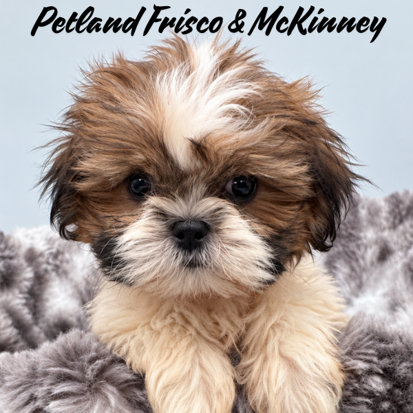 Shih Tzu in Aubrey, TX