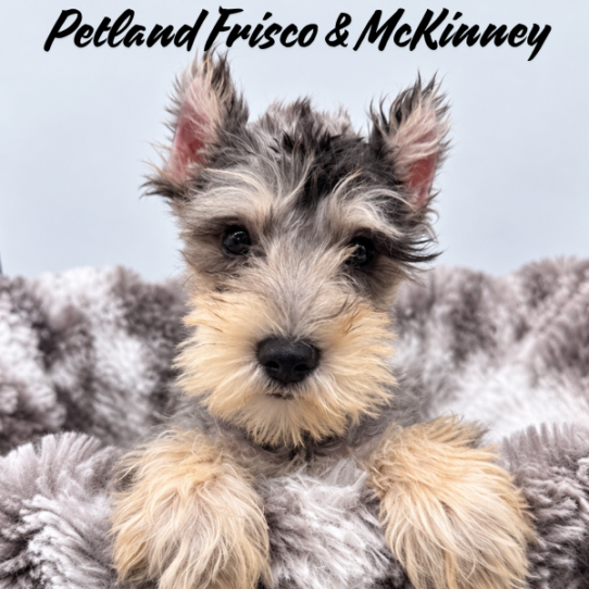 [#2695-02] Blue Merle / Tan M Miniature Schnauzer Puppies for Sale